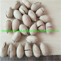 2020 New Crop High Quality Pecan Nuts